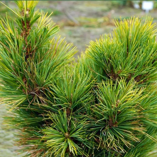 Sosna czarna Aurea.png