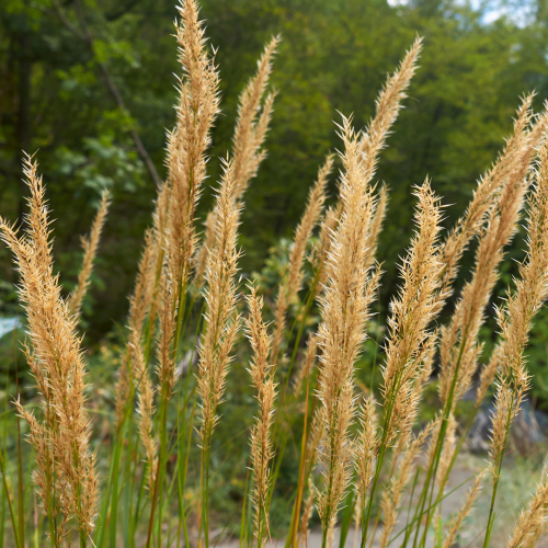 Calamagrostis acutiflora 'Overdam'.png