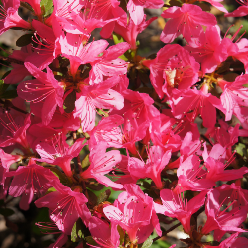 Rhododendron 'Maruschka'.png