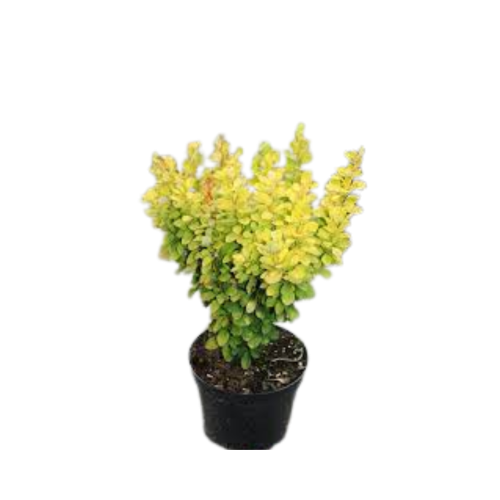 Berberys Golden Tower.png