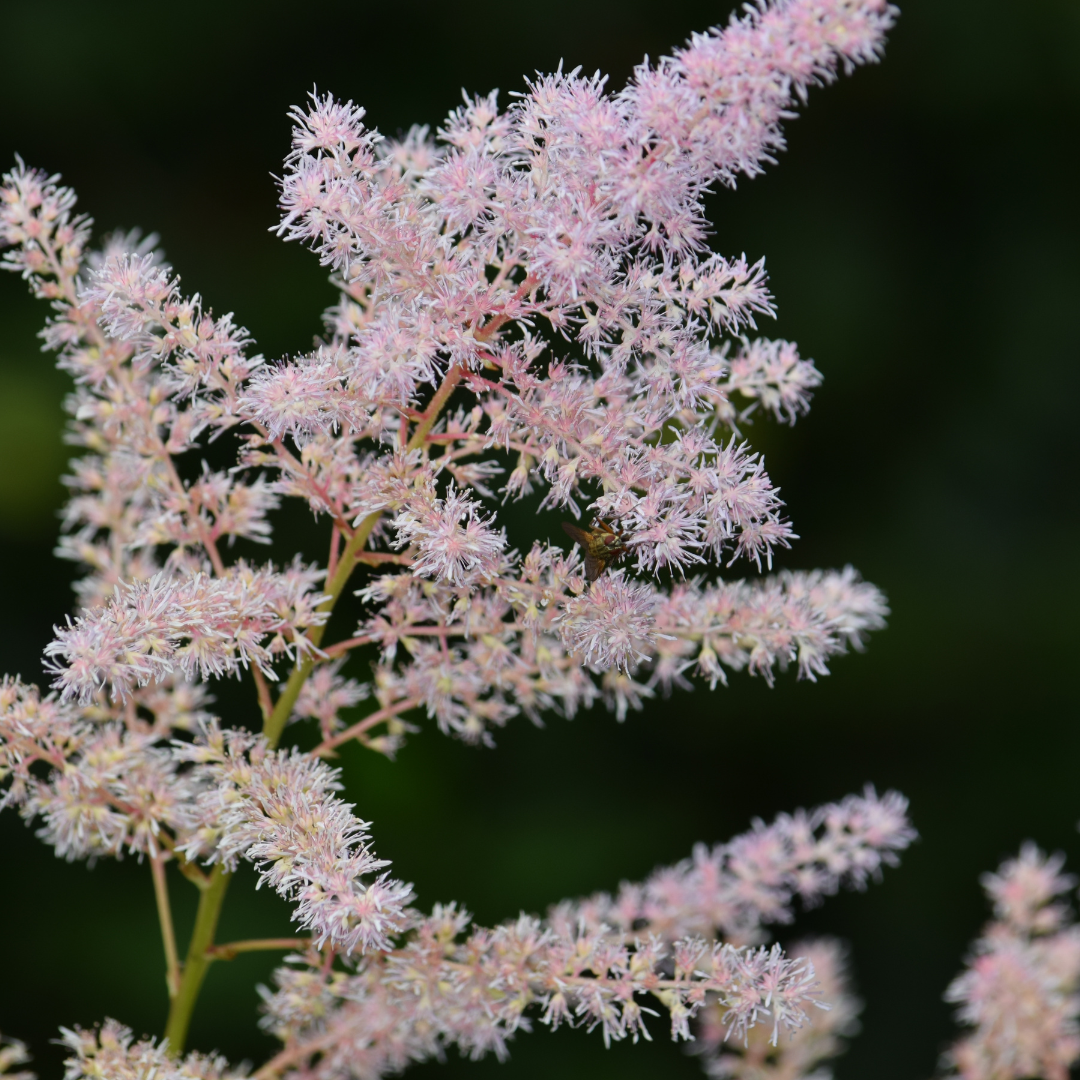 Tawułka 'You and Me Together' Astilbe x hybridum 'You and Me Together'.png