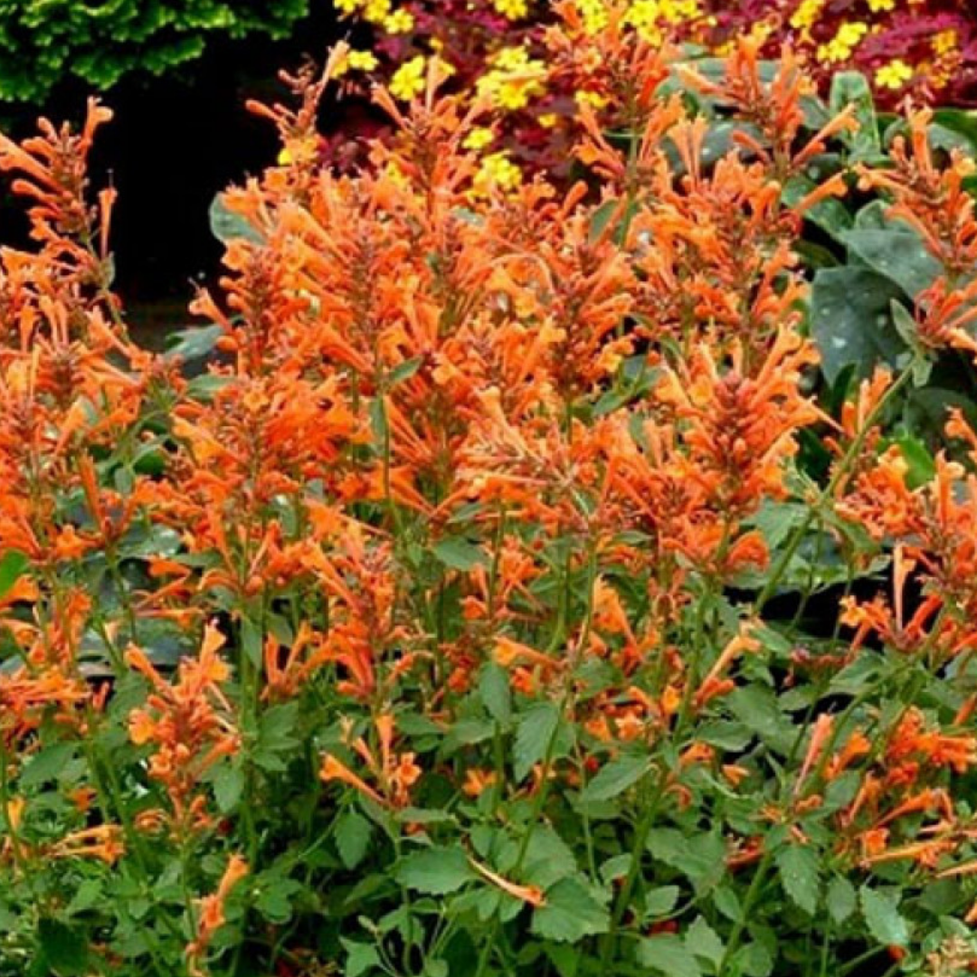 Agastache 'Sunny Sparks Tangerine''.png