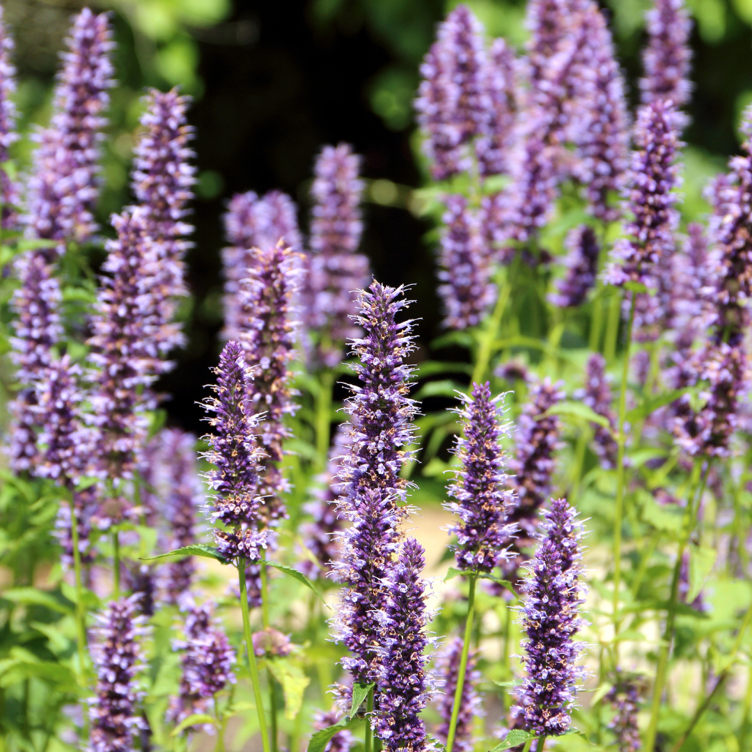 Kłosowiec 'Bavaria' Agastache 'Bavaria'.png