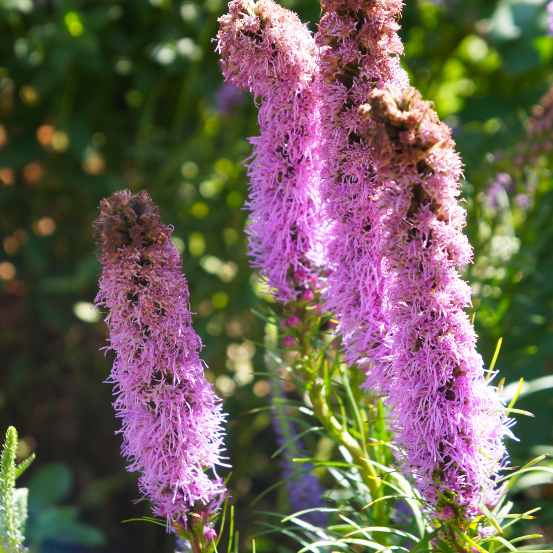 Liatra kłosowa 'Floristan Violet' Liatris spicata 'Floristan Violet'.png