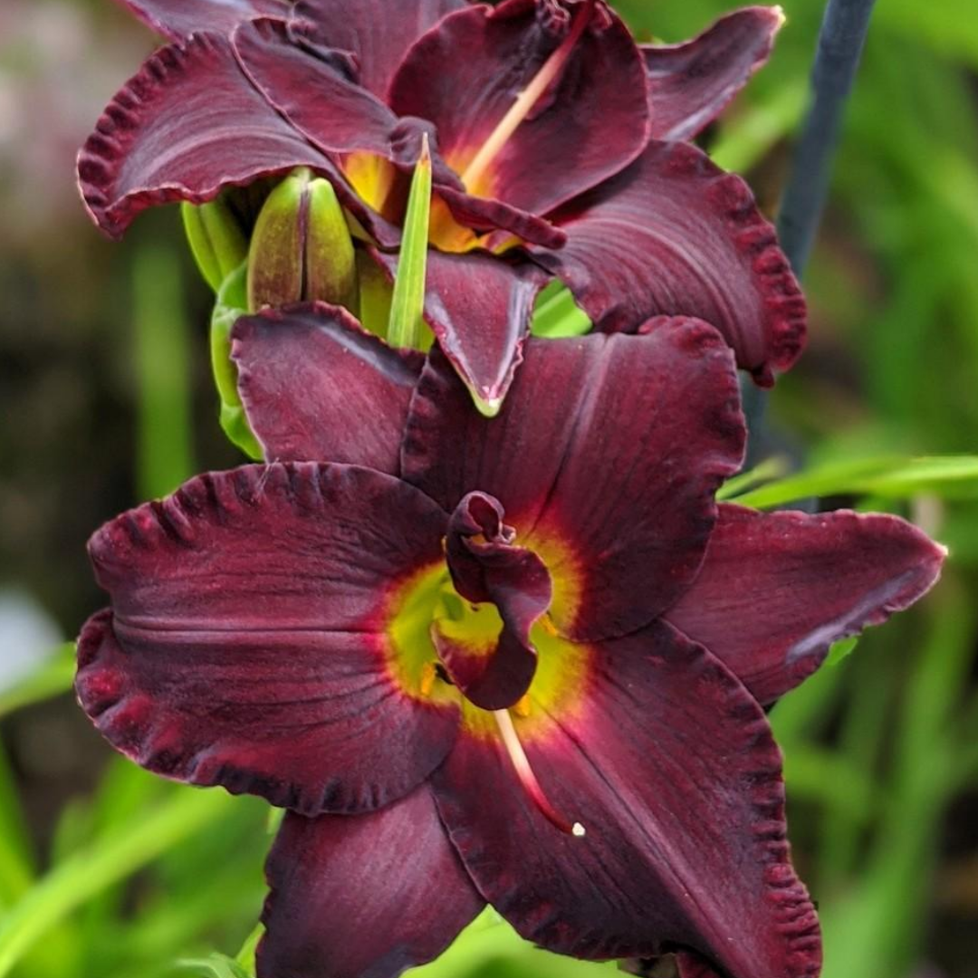 Liliowiec 'Bogeyman' Hemerocallis.png