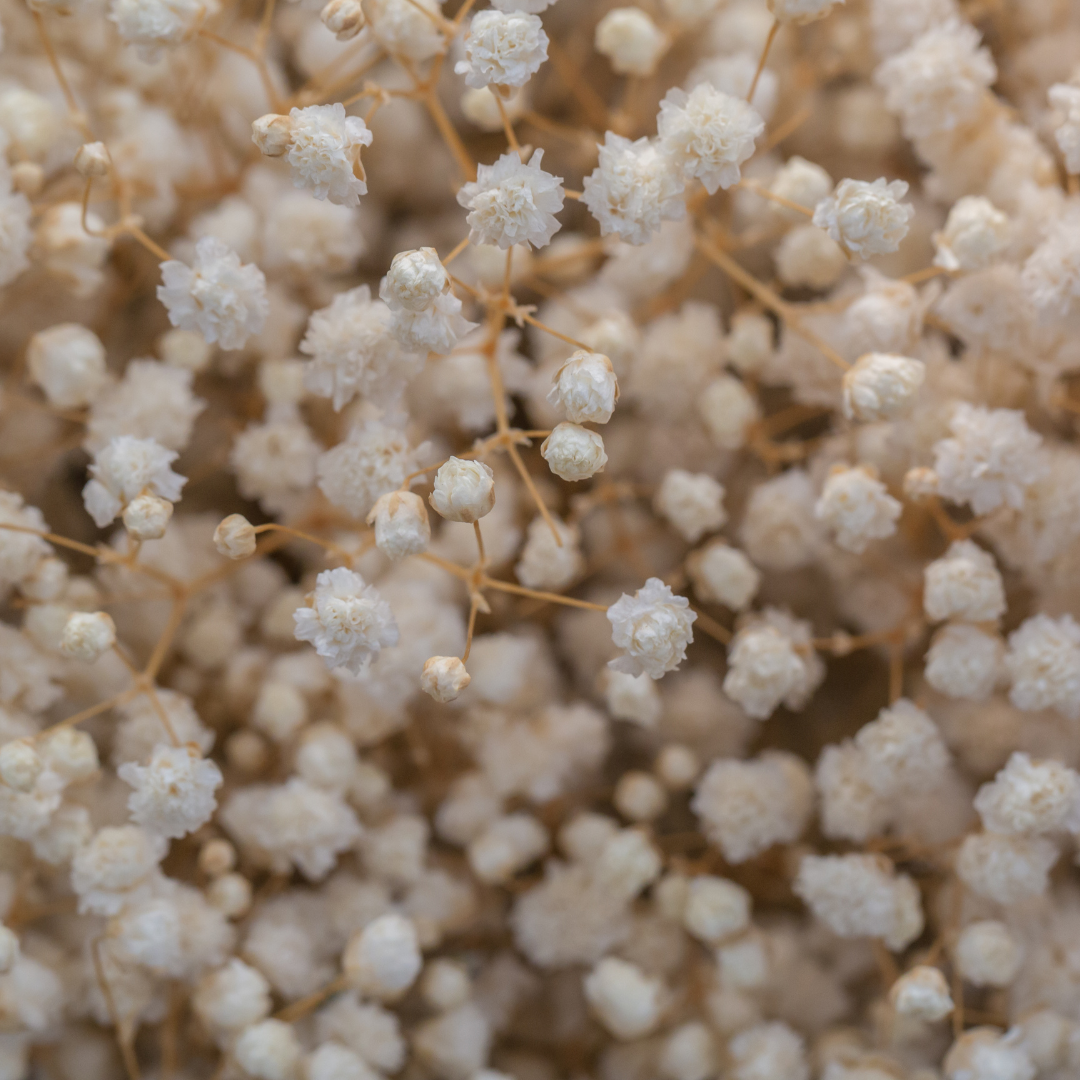 Gipsówka wiechowata 'Snowflake' Gypsophila paniculata 'Snowflake'.png