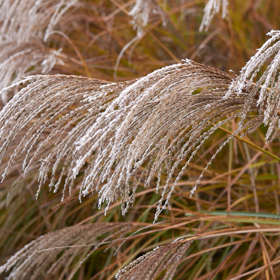 Miskant chiński 'Marcin' Miscanthus sinensis 'Marcin'.png