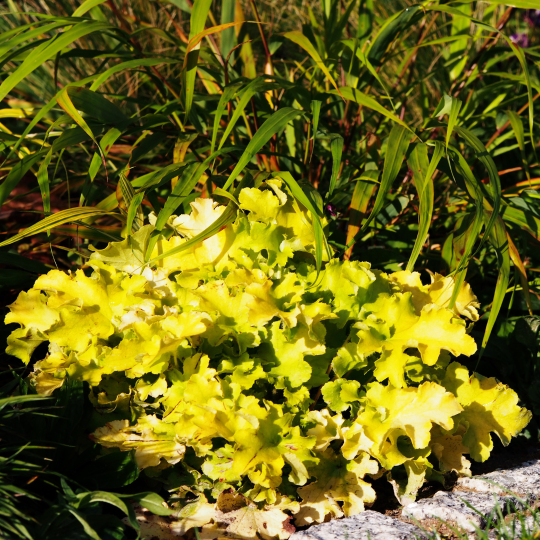 Żurawka 'Lime Rickey' Heuchera 'Lime Rickey'.png