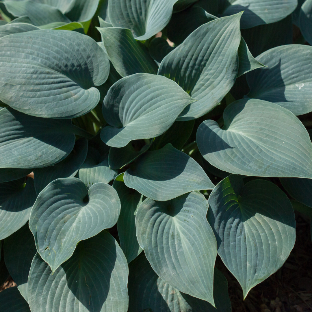 Funkia 'Abiqua Drinking Guard' Hosta 'Abiqua Drinking Guard'.png