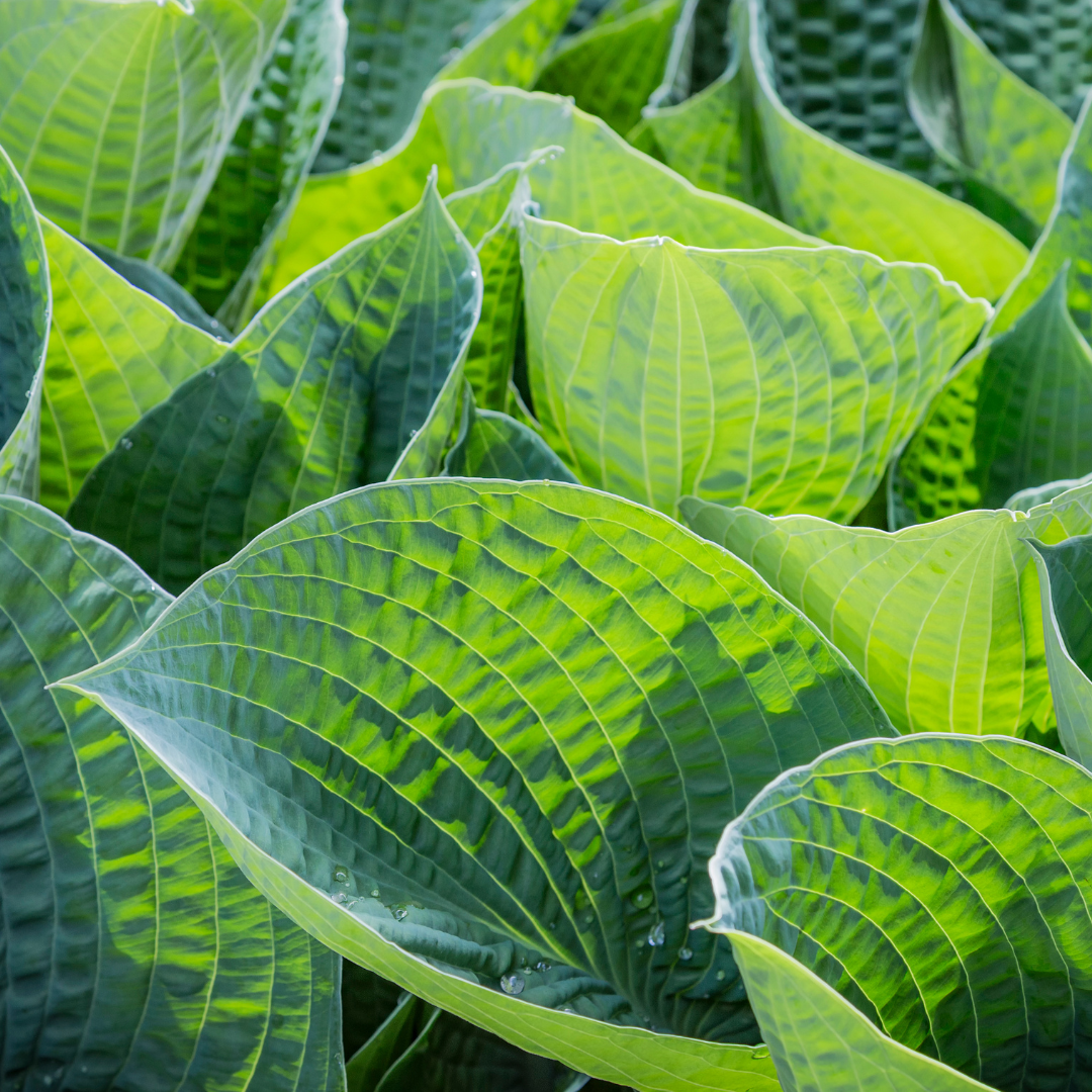 Funkia 'Big Daddy' Hosta 'Big Daddy'.png
