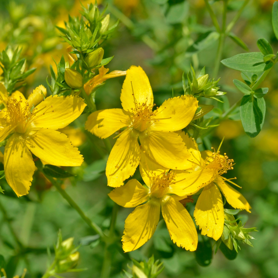 Dziurawiec wielolistny 'Grandiflorum' Hypericum polyphyllum 'Grandiflorum'.png