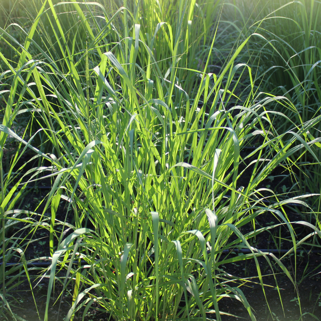 Proso 'Prairie Sky' Panicum 'Prairie Sky'.png