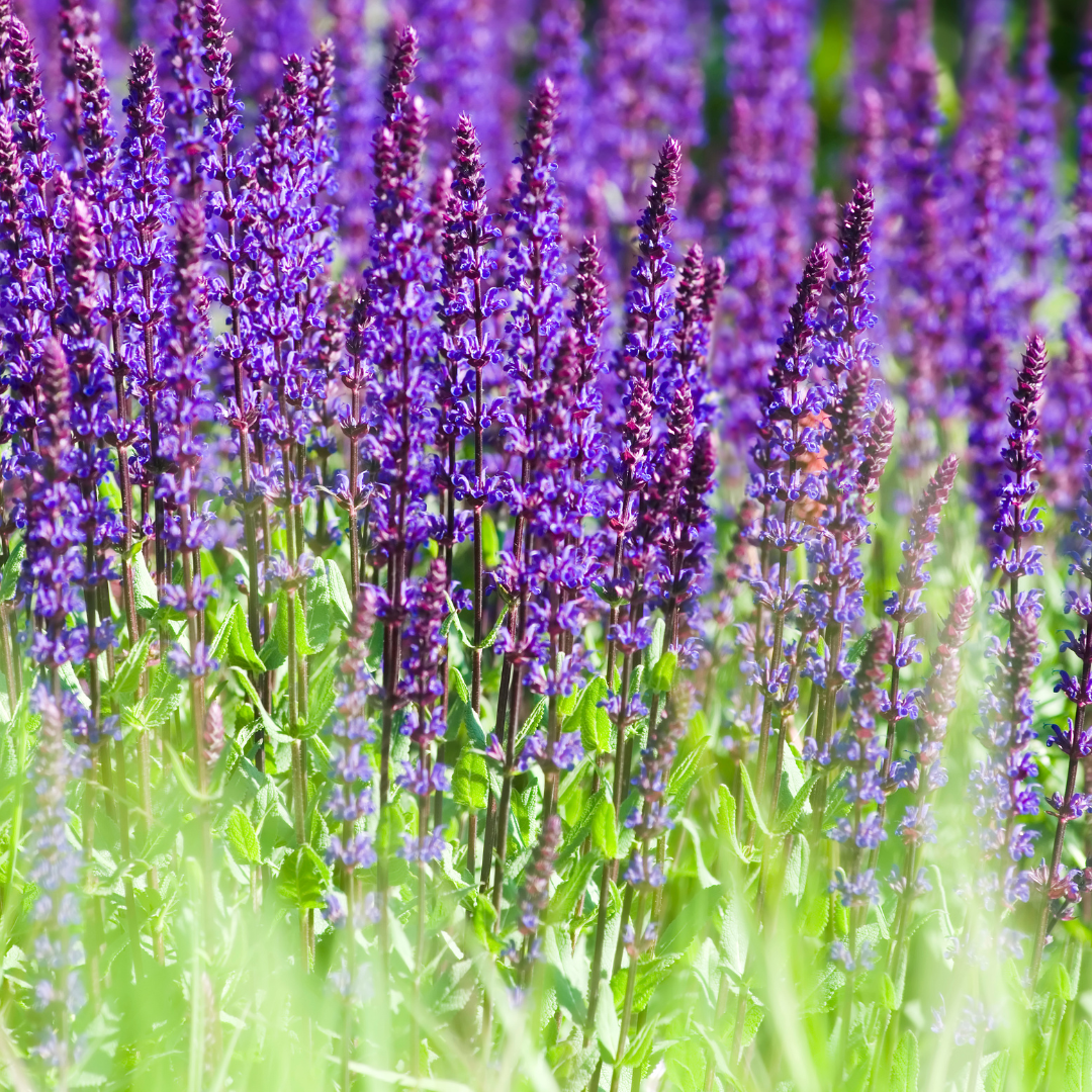 Szałwia omszona 'Caradonna' Salvia nemorosa 'Caradonna'.png