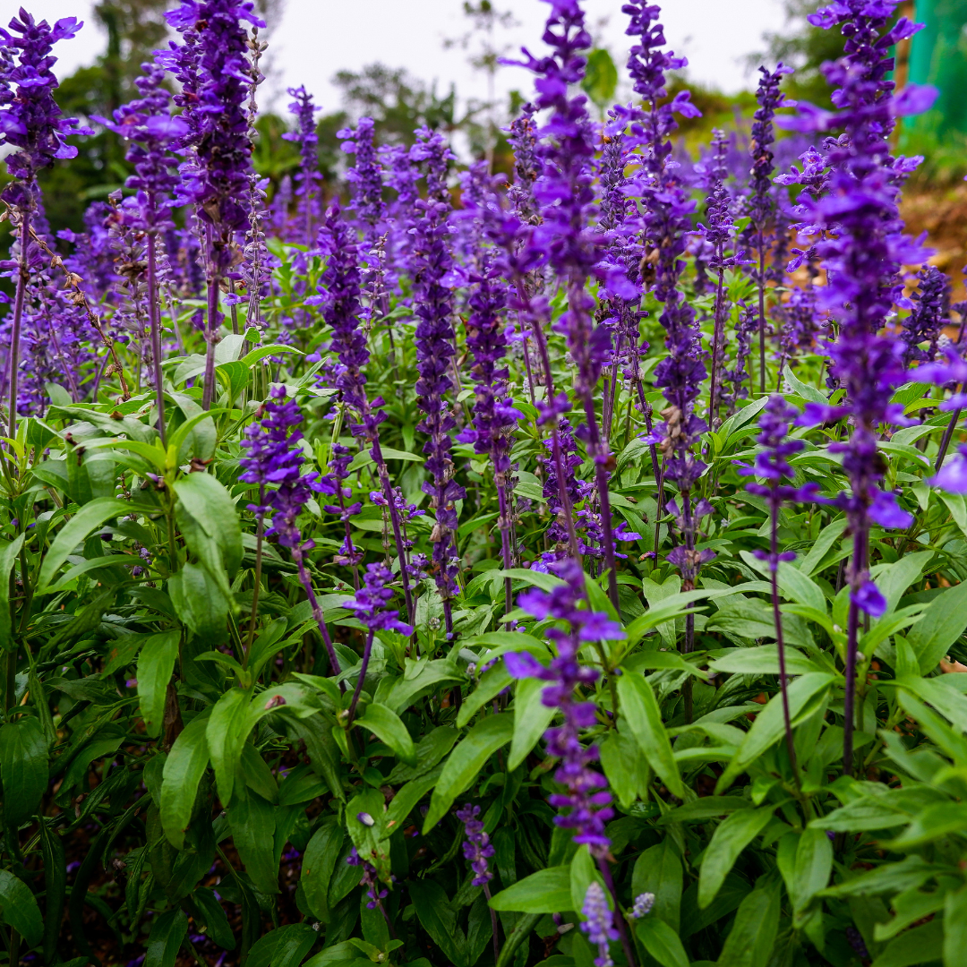 Szałwia omszona 'Mainacht' Salvia nemorosa 'Mainacht'.png
