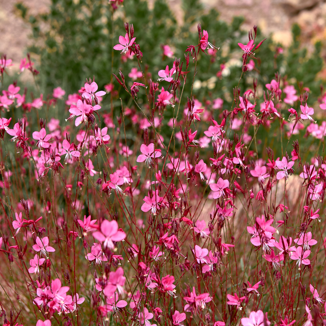 Gaura.png