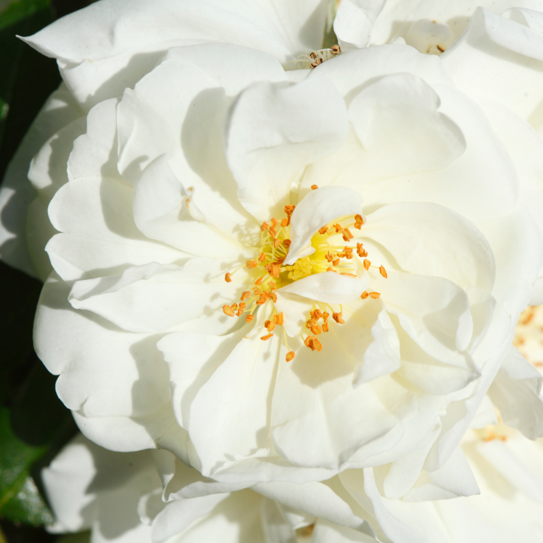 Bienenweide Weiss'.png