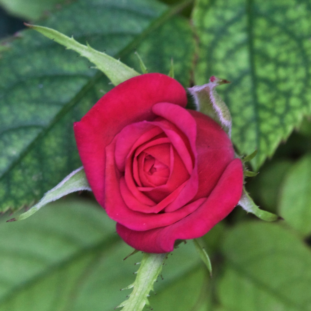 Red miniaturę rosę.png