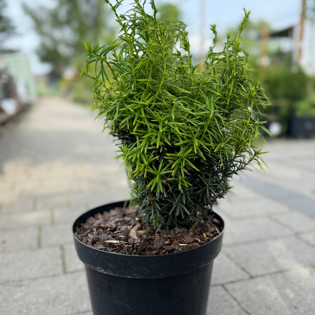 Taxus Stefania.png