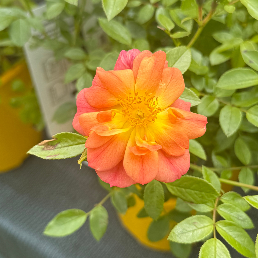 Apricot.png
