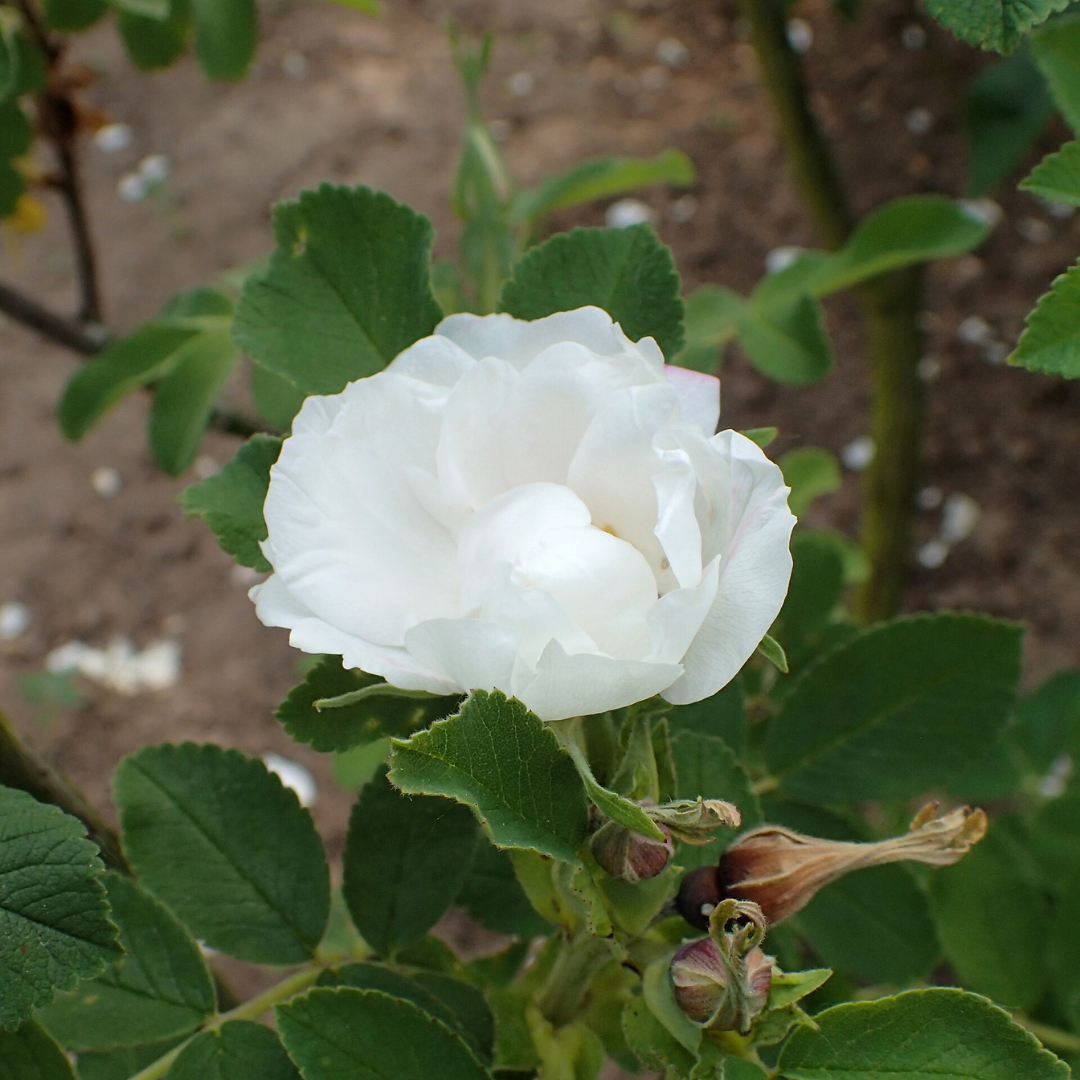 Róża pomarszczona Rosa rugosa 'Lac Majeau'.png