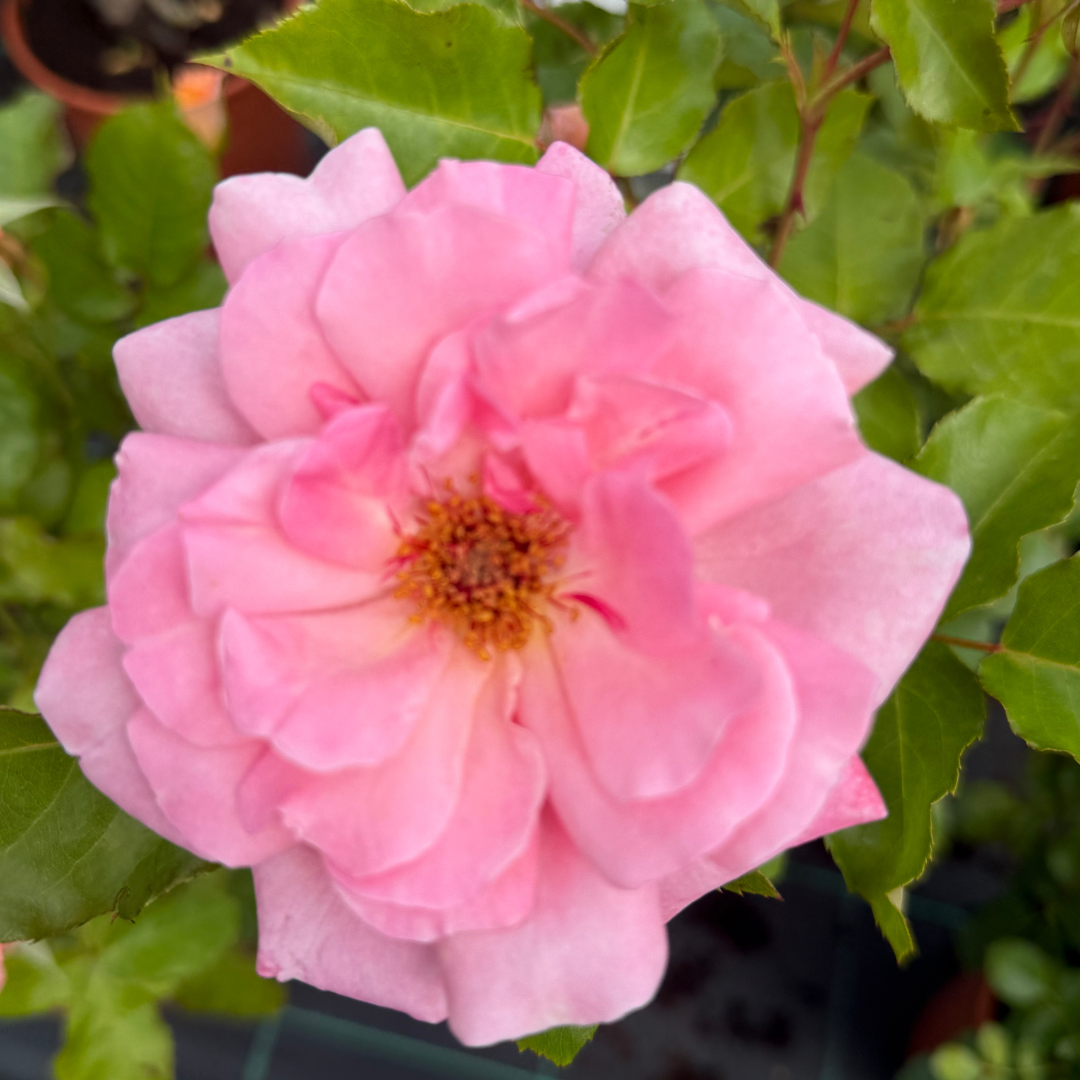 Róża Pink Rose.png