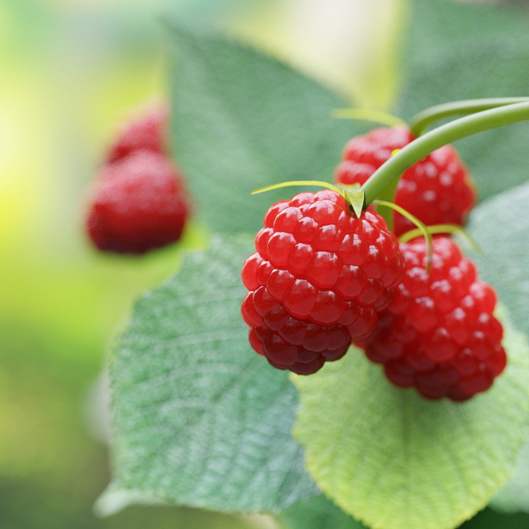 Malina "Magda" Rubus "Magda"