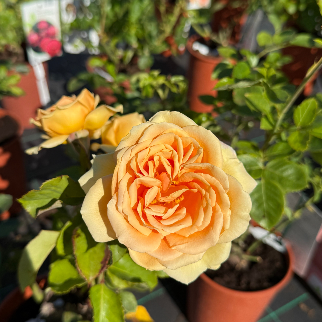 Honeycup Róża