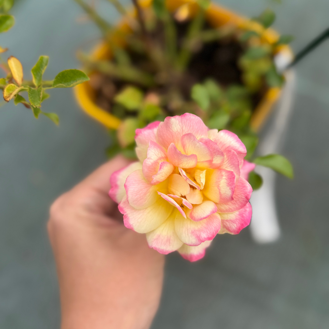 Róża okrywowa Candela.png