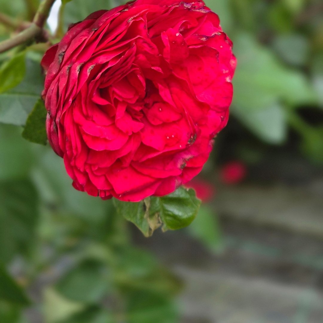 rabatowa czerwona.png