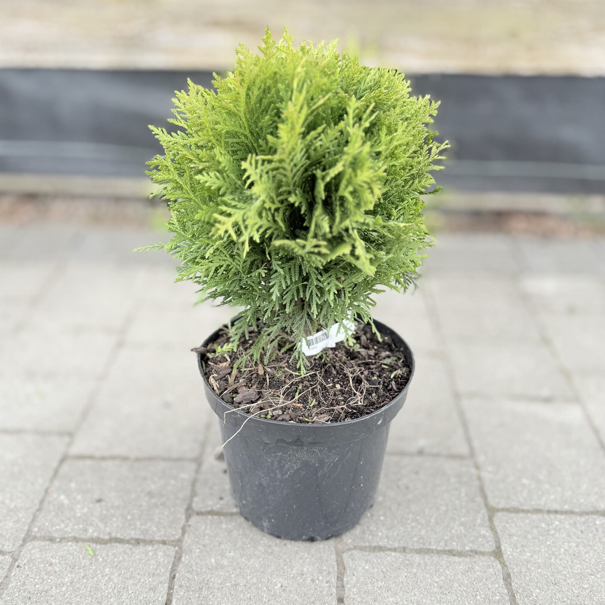 Tuja Danica Thuja occidentalis 'Danica'