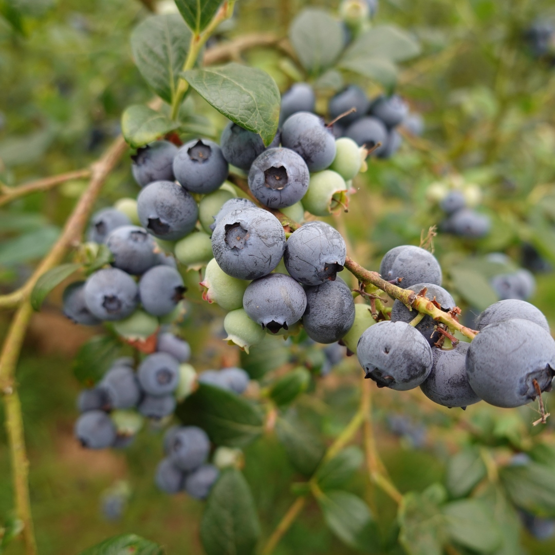 Borówka wysoka 'Bonus' C2.png