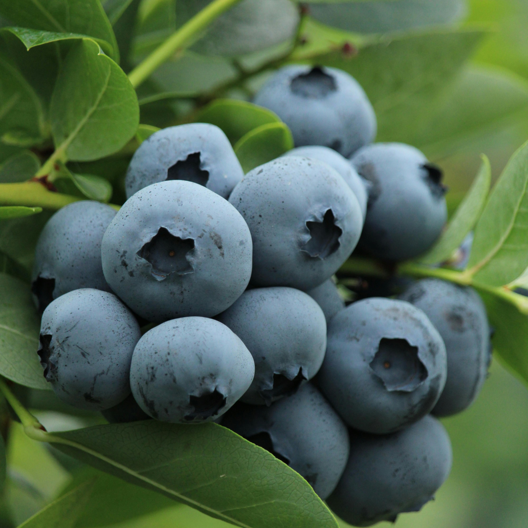 Borówka wysoka Bluejay.png