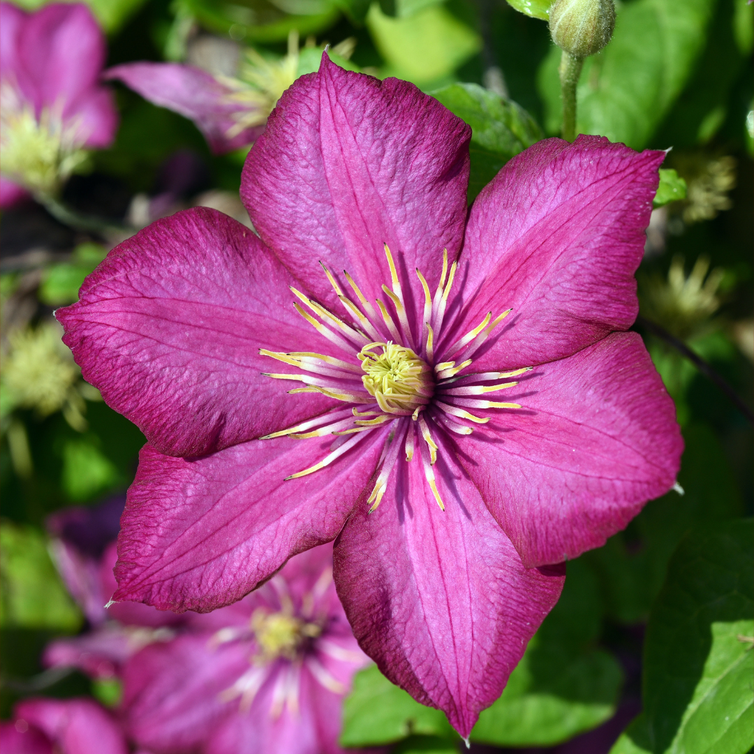 Clematis 'Ville de Lyon'.png