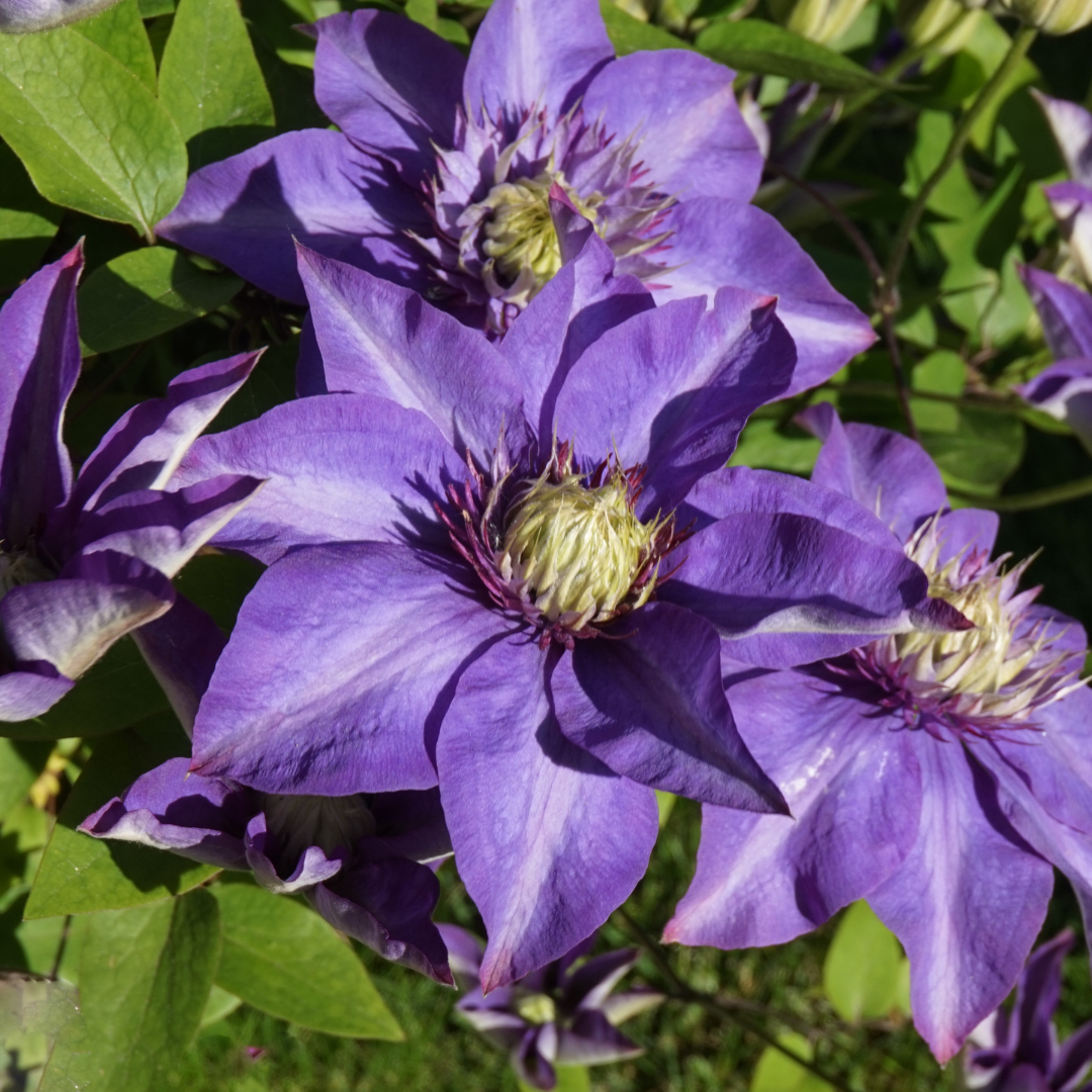 Powojnik 'Royalty' Clematis.png