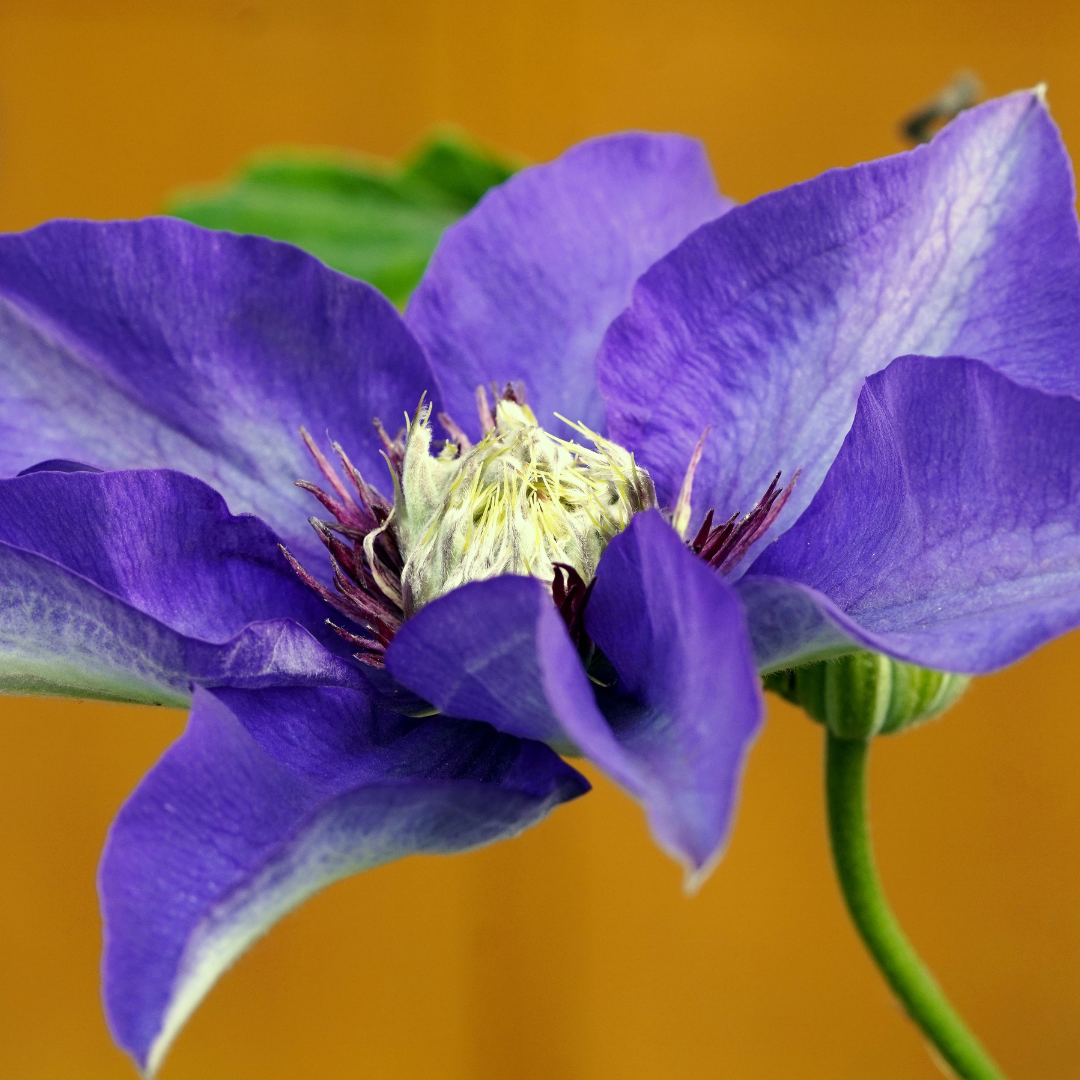 Powojnik 'Kacper' Clematis 'Kacper'.png