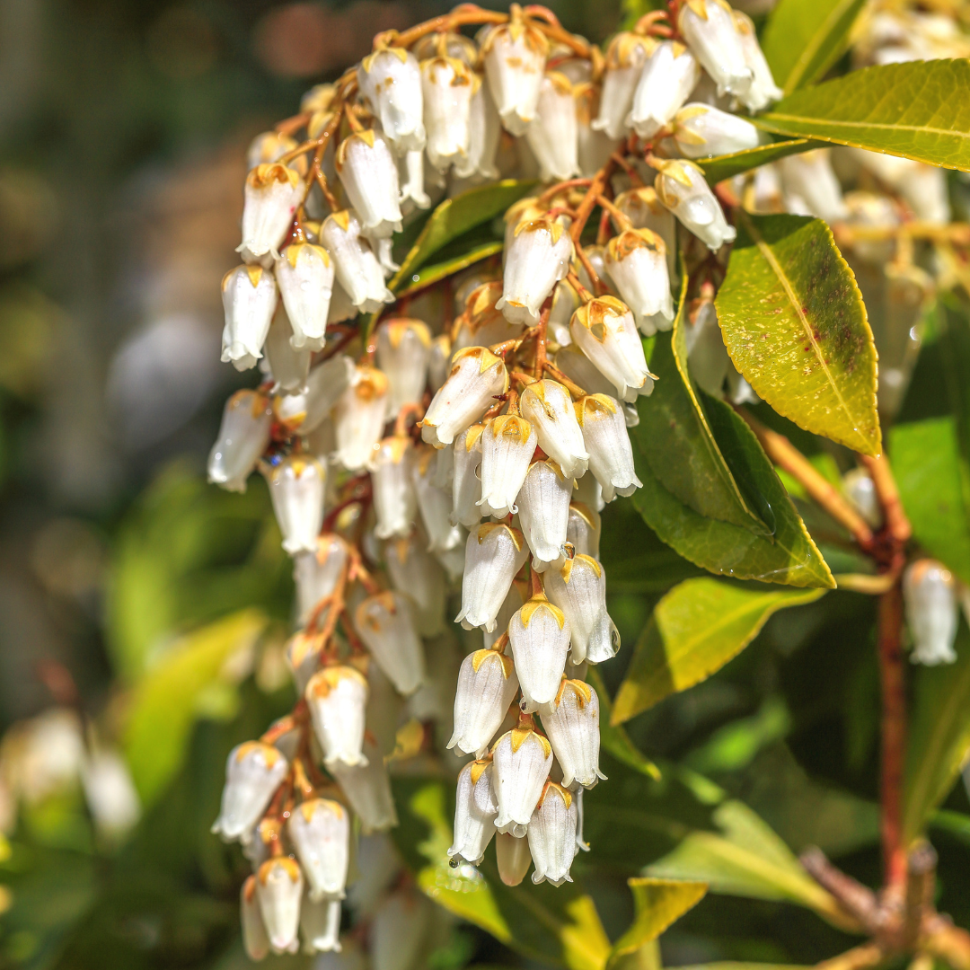 Pieris japoński 'Bonfire' Pieris japonica 'Bonfire'