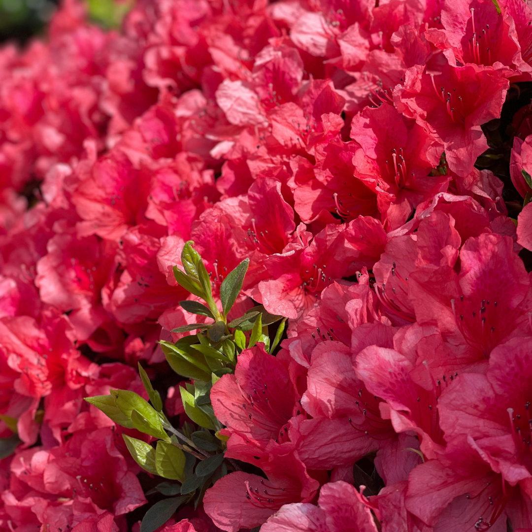 Azalia japońska 'Rubinster.png