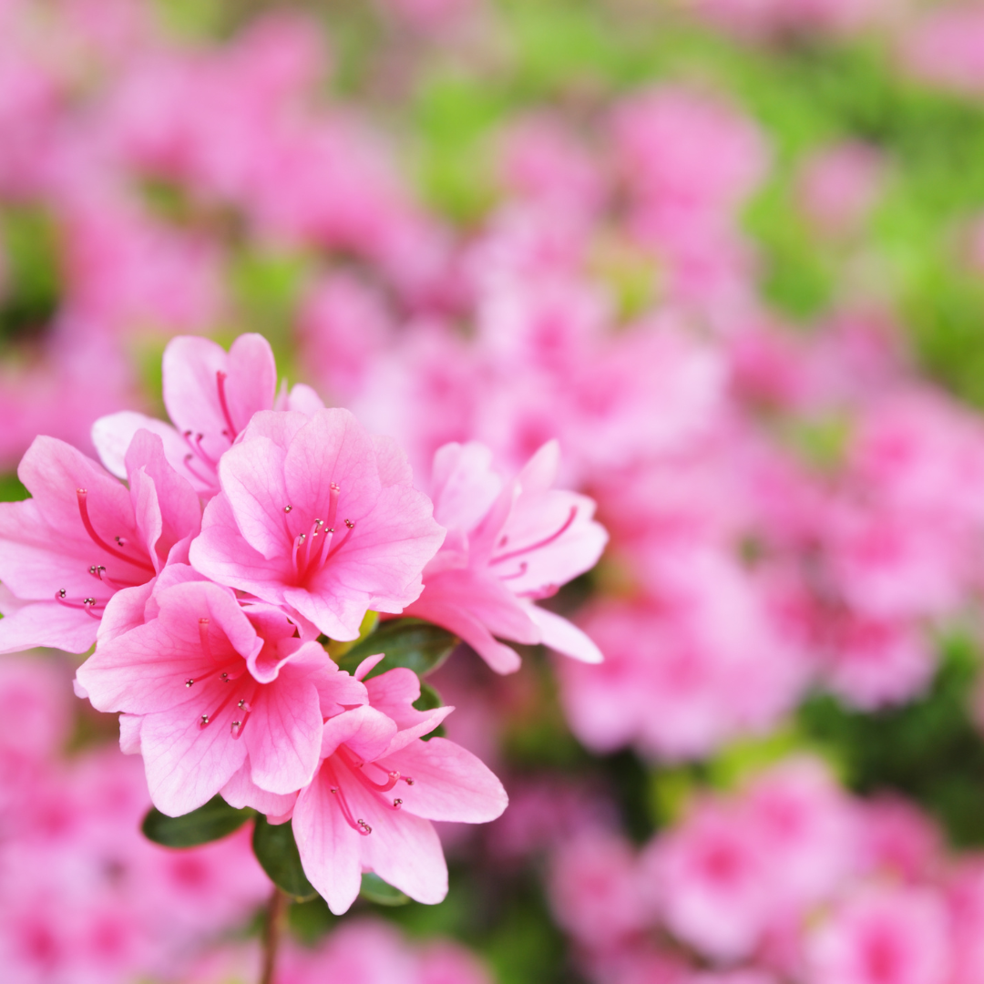 Azalia Staccato Rhododendron 'Staccato'