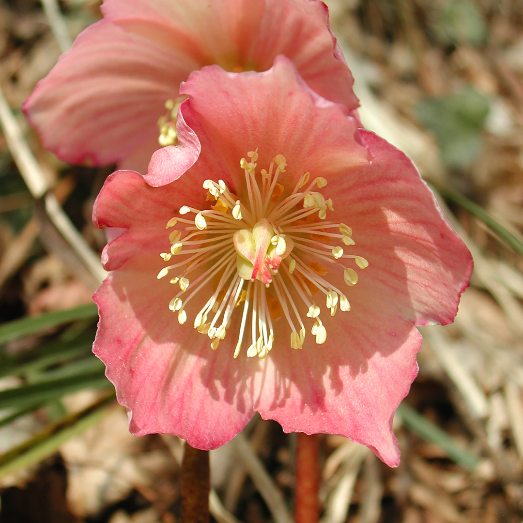 Ciemiernik zimowy 'Plain Pink' Helleborus niger 'Plain Pink'