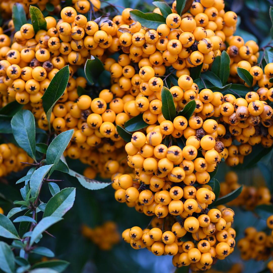 Ognik Szkarłatny 'Orange Charmer ' Pyracantha coccinea 'Orange Charmer '