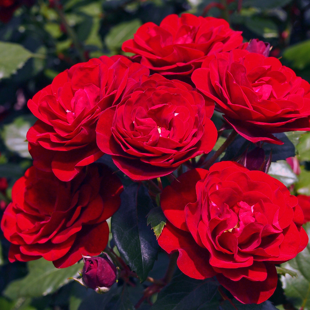 Róża rabatowa ‘Lavaglut’