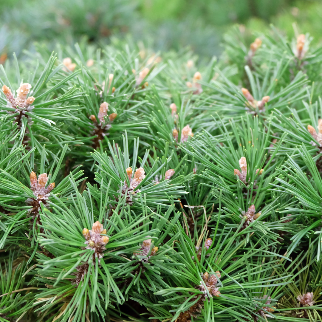 Sosna górska (kosodrzewina) 'Benjamin' Pinus mugo 'Benjamin'