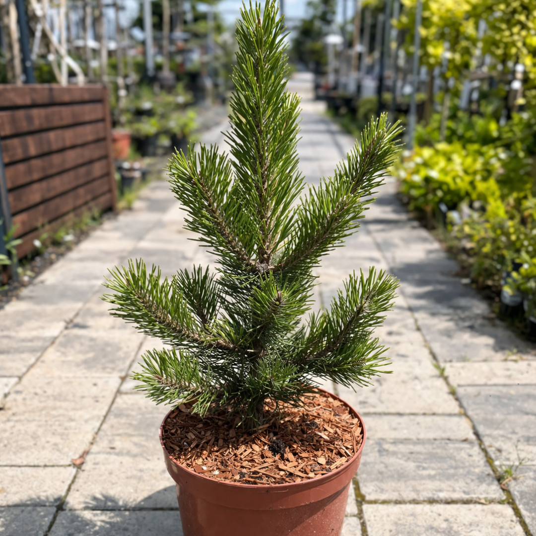 Sosna czarna 'Oregon Green' Pinus nigra 'Oregon Green'