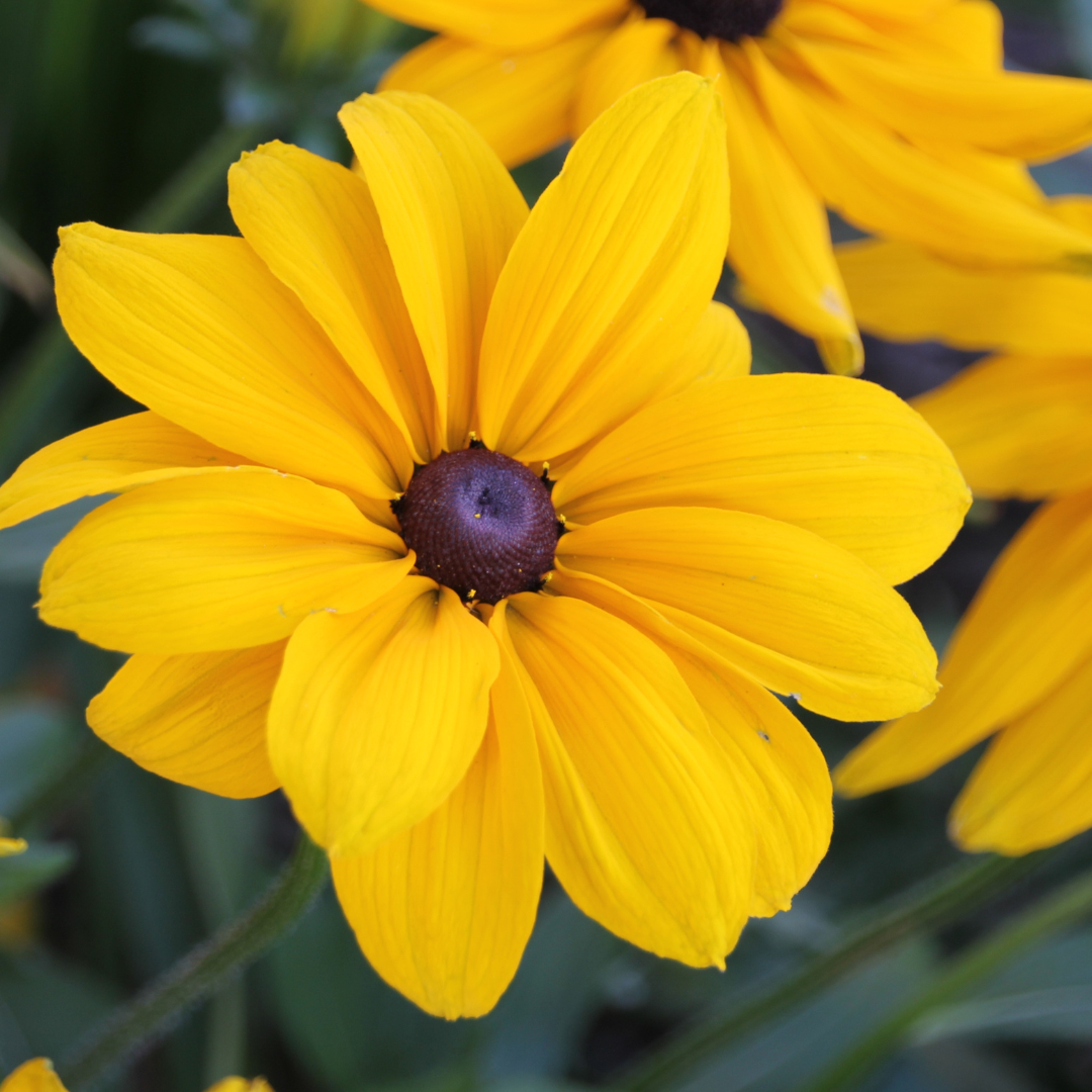 Rudbekia błyskotliwa 'Goldsturm' Rudbeckia fulgida 'Goldsturm' 5-10 cm C2