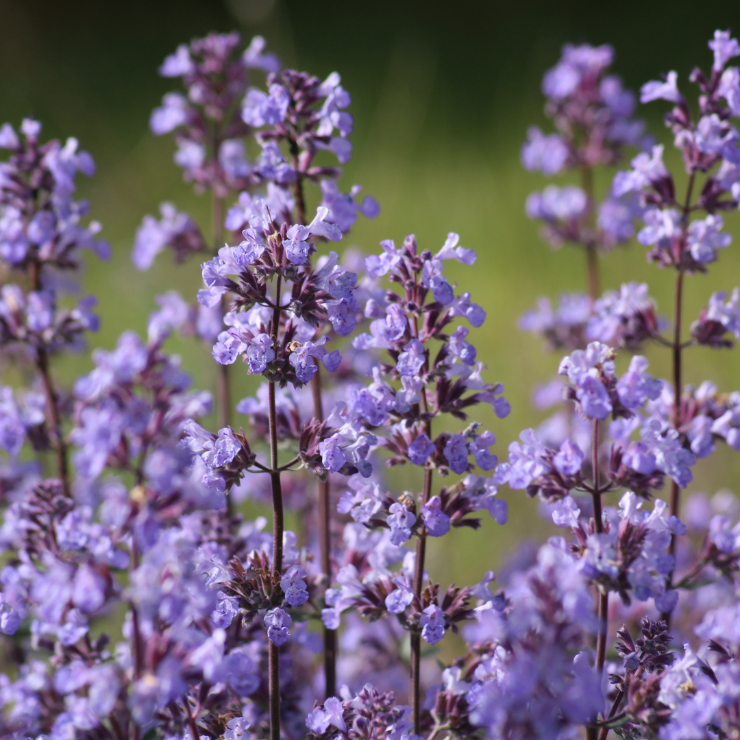 Kocimiętka 'Groll' Neptune Nepeta 'Groll' 5-10 cm C1,5