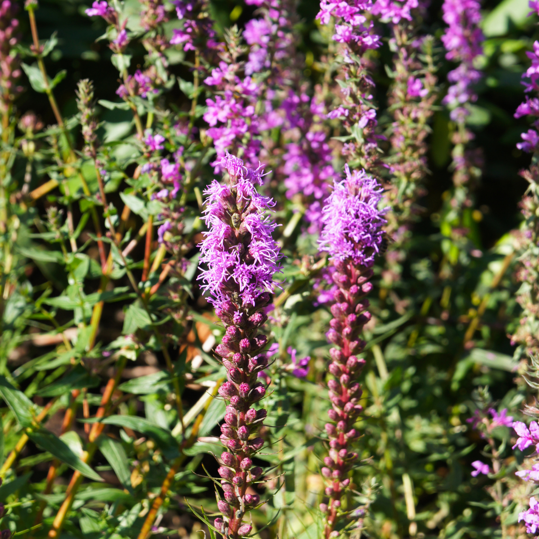 Liatra kłosowa 'Kobold' Liatris spicata 'Kobold' 5-10 cm C2