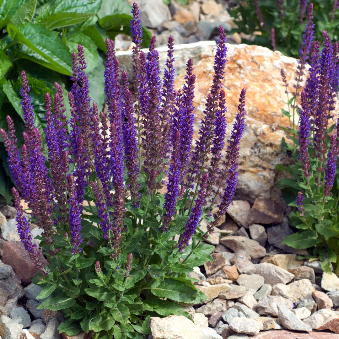 Szałwia omszona 'Blue Field' Salvia nemorosa 'Blue Field'