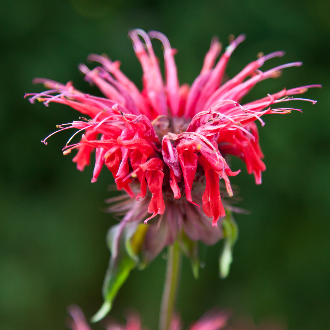 Pysznogłówka 'Cranberry Lace' Monarda 'Cranberry Lace'