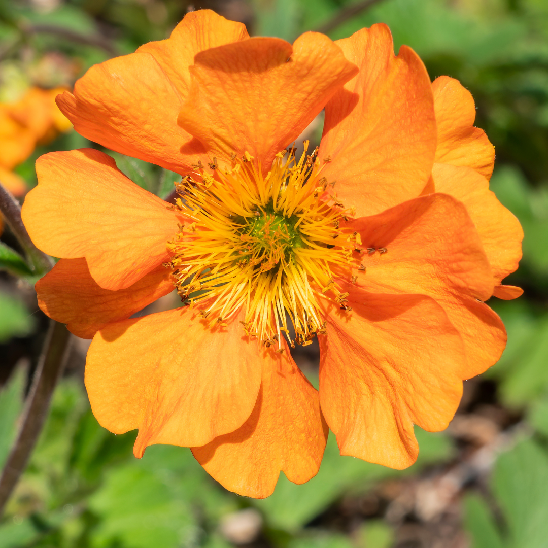 Kuklik 'Mango Lassi' Geum 'Mango Lassi'