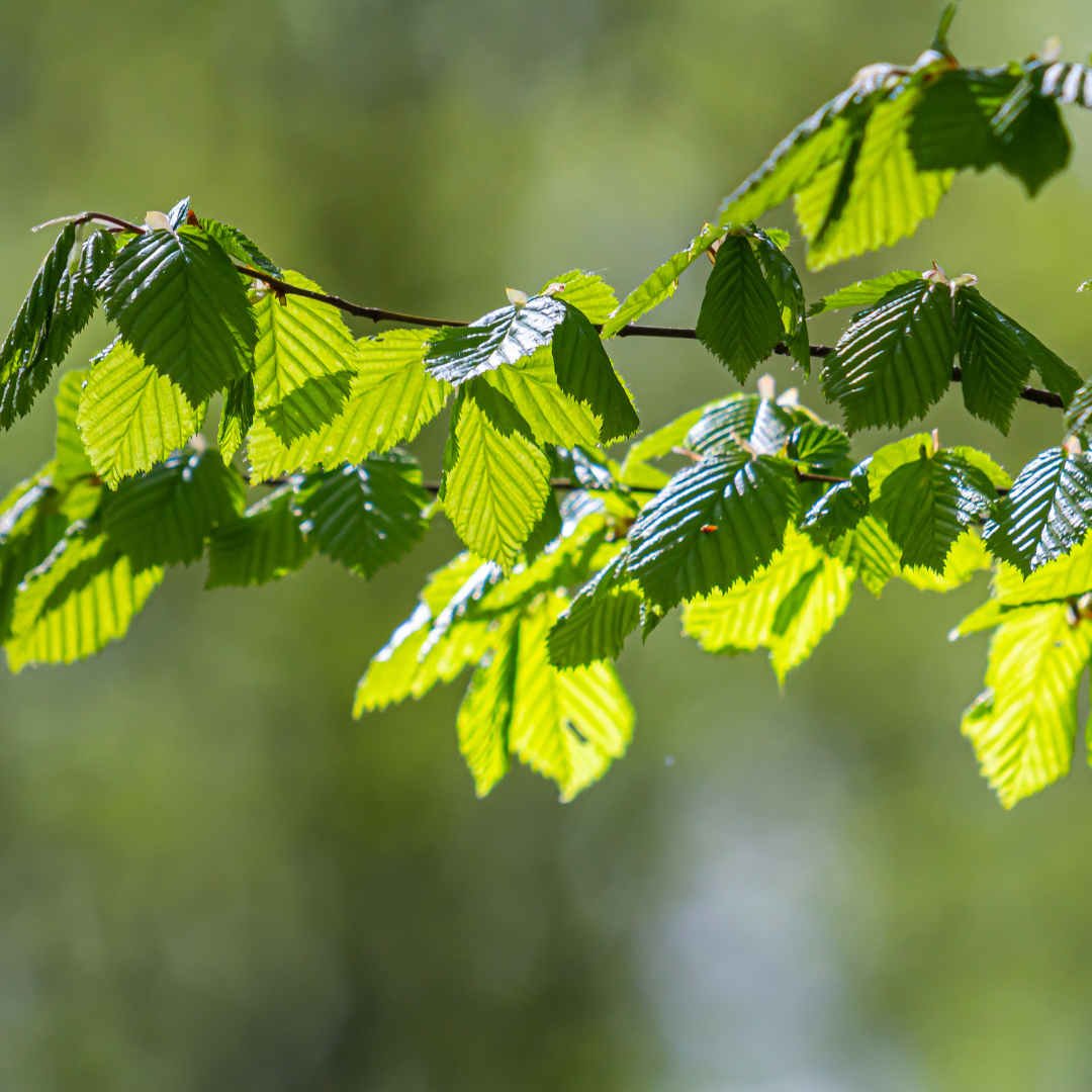 Grab pospolity Carpinus betulus